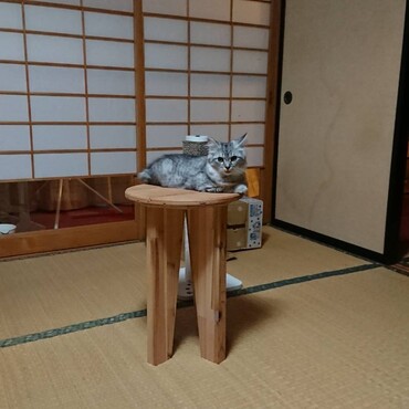 お気に入りのスツール