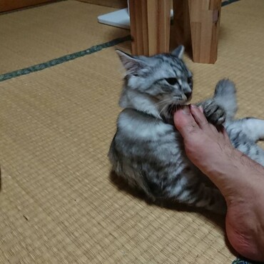 おじーの足、がぶり
