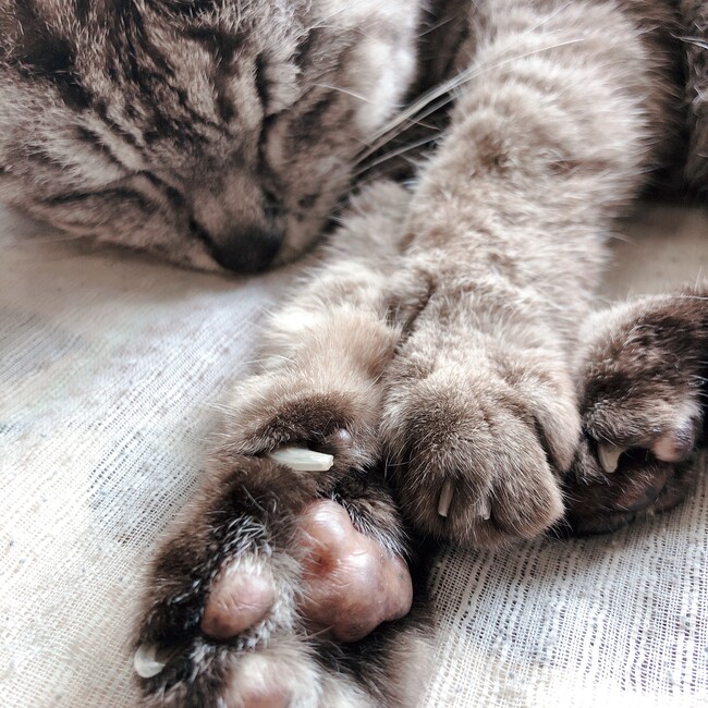 あき0606のカバー写真