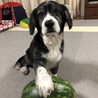 大好きなスイカ