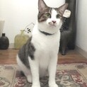 【ポチオ】おかげさまで里親さまが決まりました！