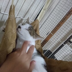 やえちゃんの家猫修行