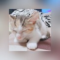 里親募集しています。