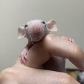 スキニーラット