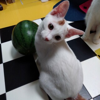 元気いっぱい!ライト&ダーク兄弟