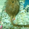 スナネズミ里親さん　いったん募集停止します。 サムネイル5