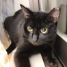 まん丸瞳の黒猫の女の子チョコちゃん♪　2歳程度 サムネイル3