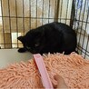 まん丸瞳の黒猫の女の子チョコちゃん♪　2歳程度 サムネイル5