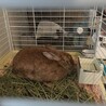 仙台保護うさぎ：きゅんちゃん（メス） サムネイル5