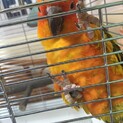 コガネメキシコインコ　里親決定いたしました。
