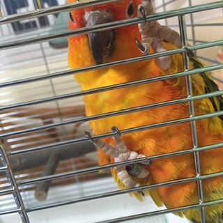 コガネメキシコインコ　里親決定いたしました。