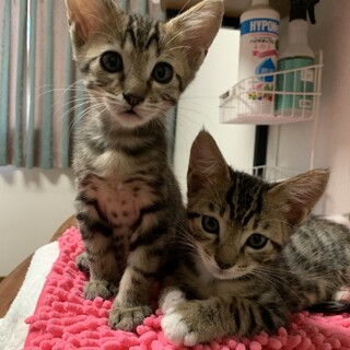ミルクから育ててます♡2ヶ月兄弟