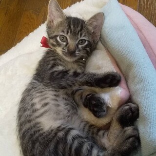 トライアル決定！】はるとくん約3ヶ月