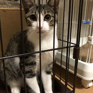 少し怖がりさん美猫のやっさん♂