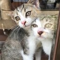 ベタベタの甘えん坊キジシロ姉妹　2匹