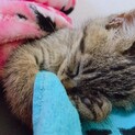決まりました