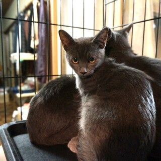 グレー男の子２匹　グレー女の子１匹