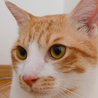 だいきち