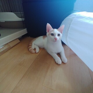 キレイでスリムな白茶君