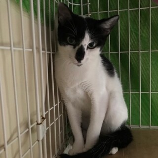 おとなしいフク君