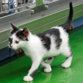 譲渡対象猫のご紹介です。803-2