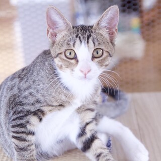 川に流されそうなところを助けられた子猫