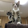 川に流されそうなところを助けられた子猫 サムネイル4