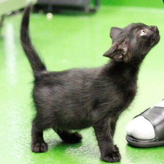 譲渡対象猫のご紹介です。803-3