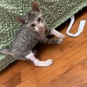 子猫迎え入れたい方募集中です！