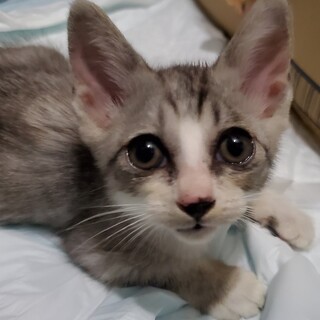 大きなおめめのゴロあま娘『フェネ子ちゃん』