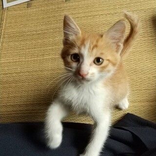 可愛い茶トラくん(^^)