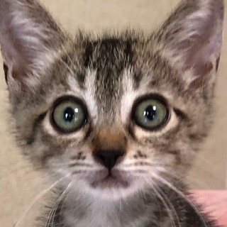 人馴れバツグン　元気いっぱい甘えんぼ　テツ君