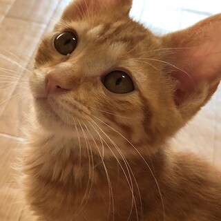 穏やかで抱っこ大好き茶トラのりゅう君