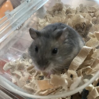 8/7生まれのジャンガリアンベビー❤️