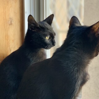 お見合い決定！黒猫ツインズ⭐️グリーンアイ オス猫