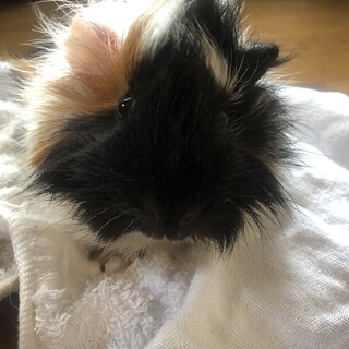 モルモット(長毛 三毛)　★目がキラキラ★