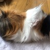 モルモット(長毛 三毛)　★目がキラキラ★ サムネイル6