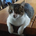 甘えん坊シロキジくん