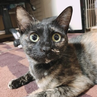 サビ猫(母親)シャム猫(子猫)