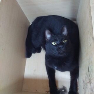 毛並みのきれいな黒猫ちゃんその１