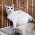 ノルウェージャンのびしょくちゃん