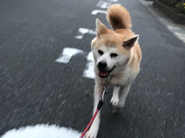 とっても穏やかなシニアの 千葉県 犬の里親募集 ペットのおうち 月間利用者150万人