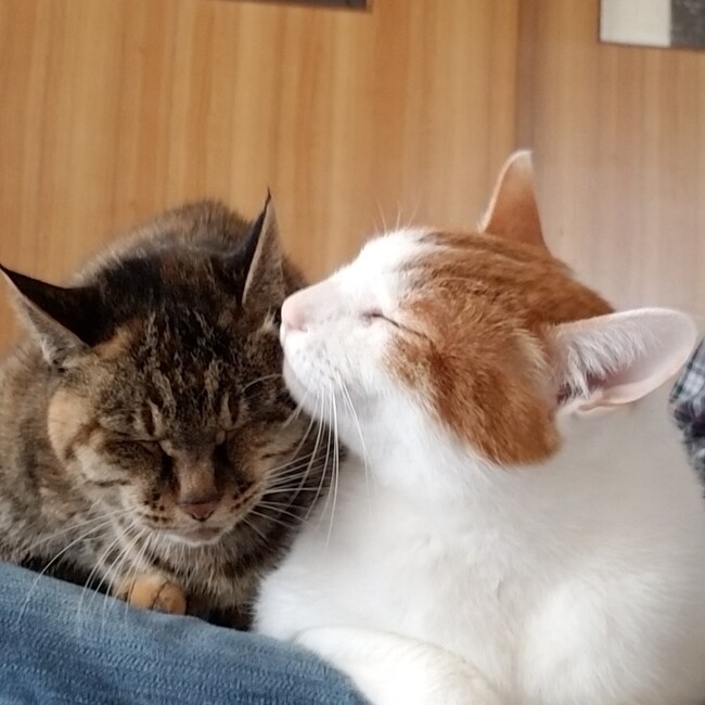 みみえみのカバー写真