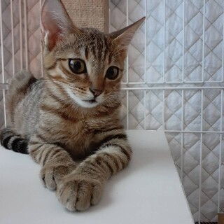 トライアル決定】ご飯大好き♡なつめちゃん