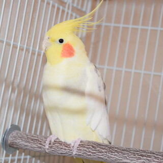 「はとぽっぽの歌」が歌える6歳です。