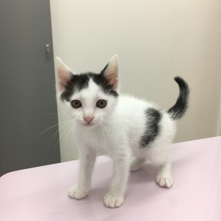 元気★甘えん坊の2ヶ月白黒男の子