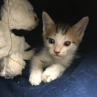 整備工場の敷地内で大きな声で泣いていた子猫