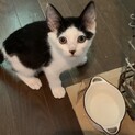 スリスリゴロゴロの超甘えん坊