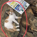 子猫