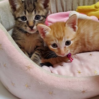 ミルクで育てた兄弟☆２匹ペア